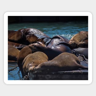 Snuggling Seals Pier 39 San Francisco Sticker